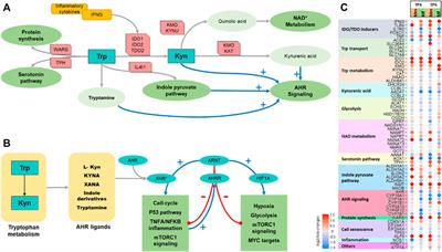 Dynamic Control Balancing Cell Proliferation and Inflammation is Crucial for an Effective Immune Response to Malaria